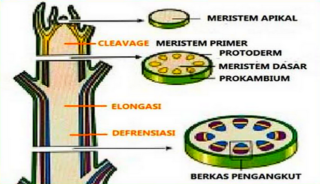 jaringan meristem