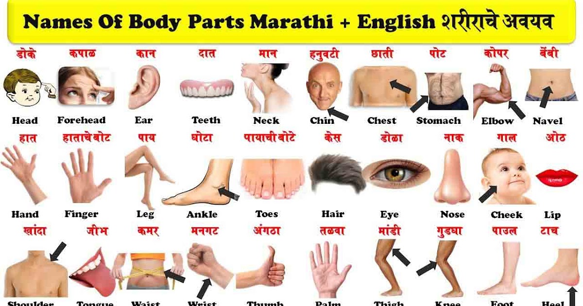 List of Body Parts in Marathi and English , शरीराच्या अवयवांची नावे