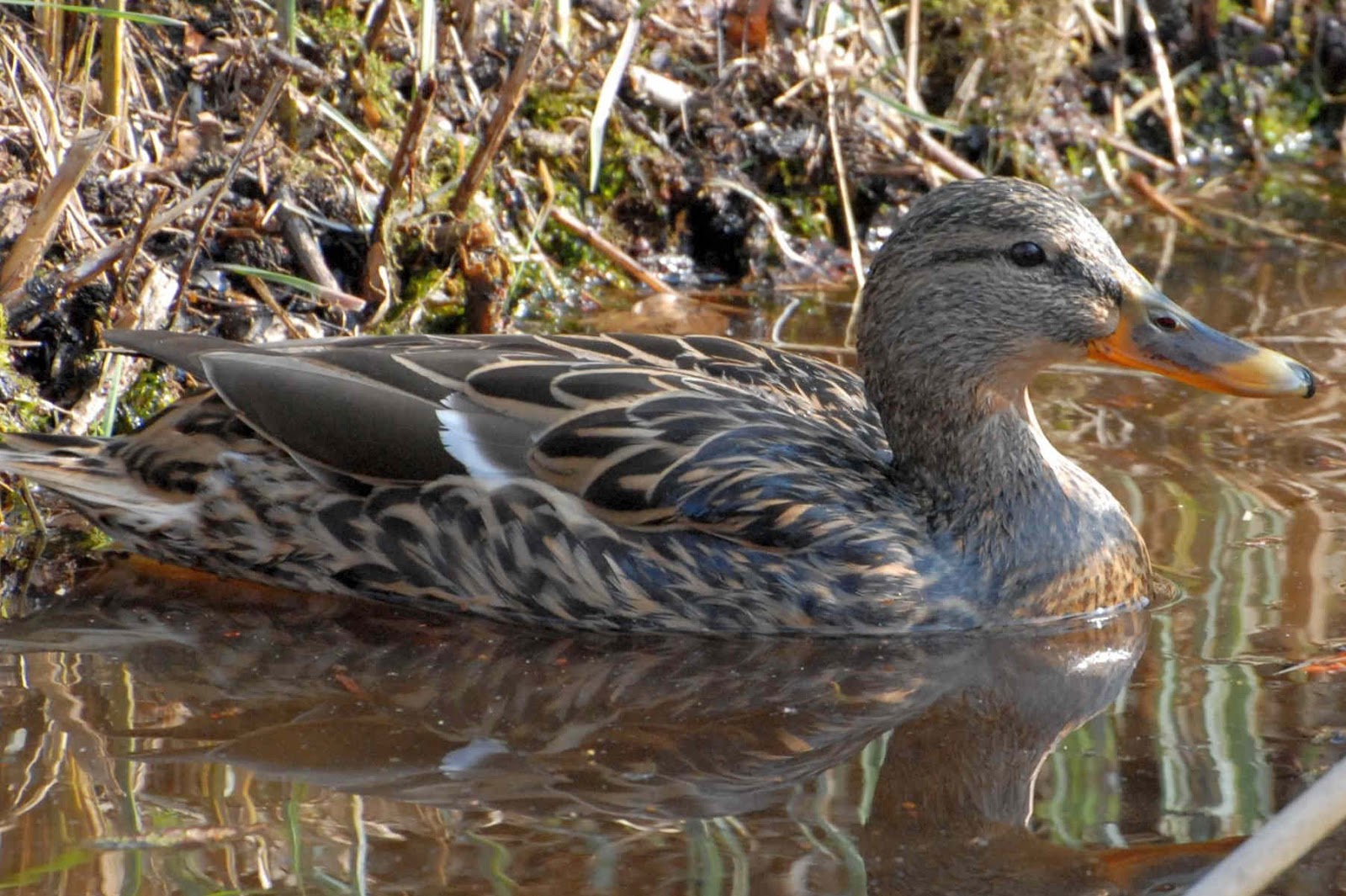 ProTier Eine Stockente brütet auf unserem Gartenteich