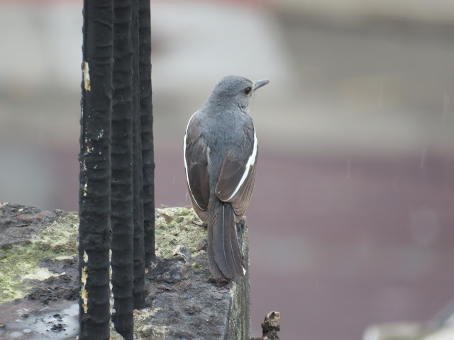 Oriental Magpie-Robin