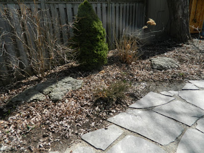 Leslieville Back Yard Spring Cleanup Before by Paul Jung--a Toronto Organic Gardener Leslieville Back Yard Spring Cleanup Before by Paul Jung--a Toronto Organic Gardener