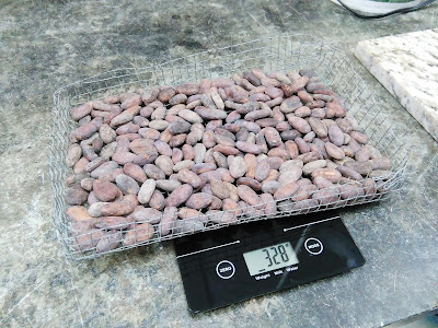 Pesado de los granos de cacao antes y después de la selección y tostado.