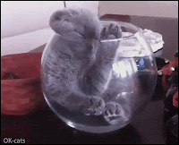 Funny Kitten GIF • Crazy blue kitten trying to sleep in a small fish tank not really comfy but it's ‘Cat logic’.