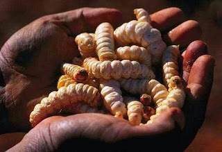 Insects as a food - Witchetty Grub