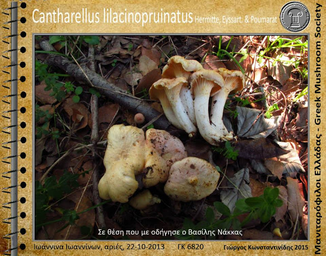 Cantharellus lilacinopruinatus Hermitte, Eyssart. & Poumarat