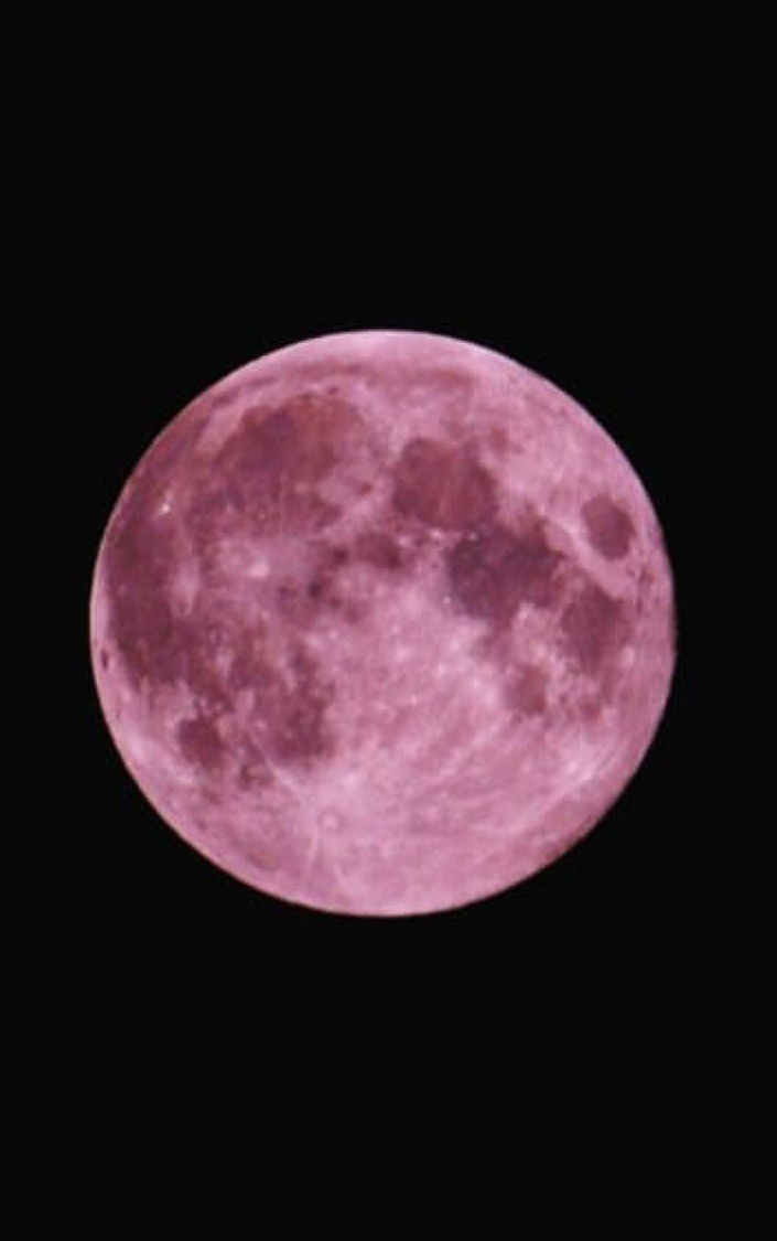 Under The Angsana Tree Strawberry Moon Lights Up Singapore Skies