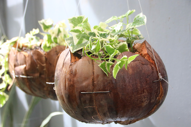Easy Way To Make Beautiful Coconut Husk Hanging Planters - Best Tatay