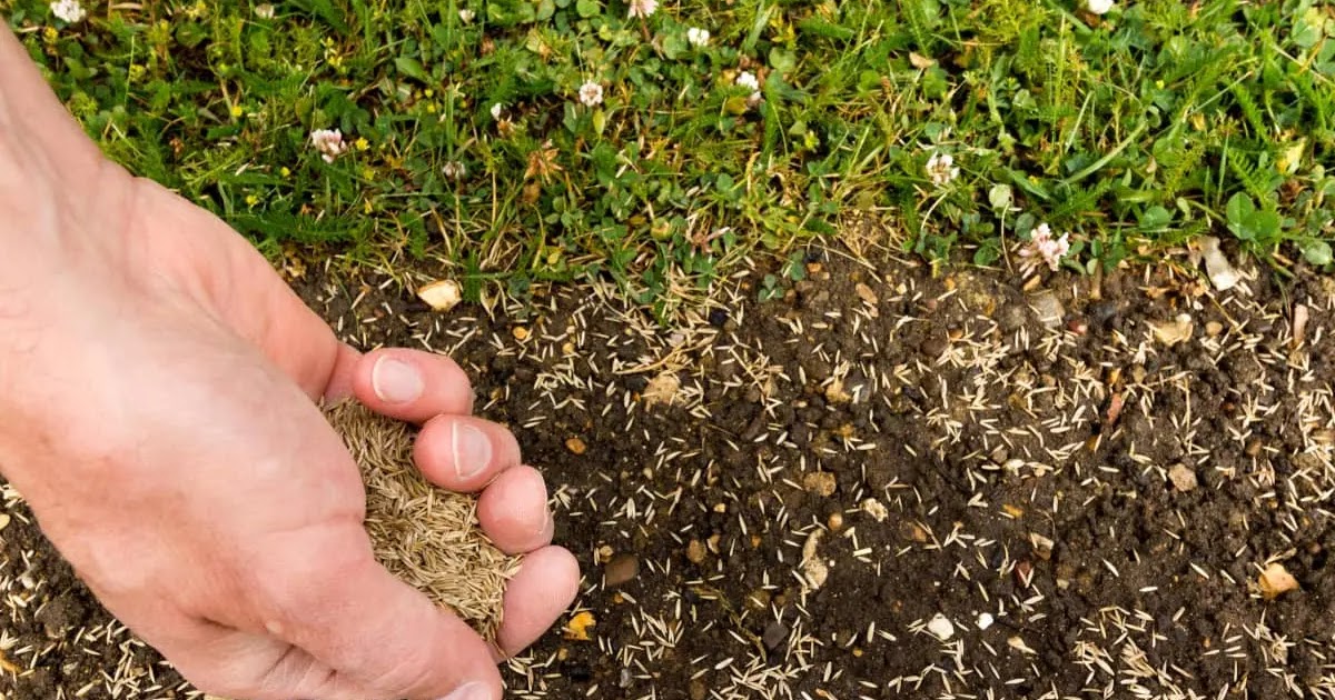 Does Grass Seed Really Expire? Best Manual Lawn Aerator