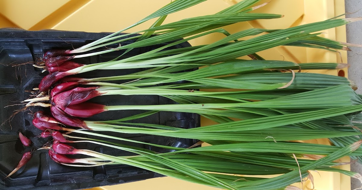 Dayak onion (Eleutherine palmifolia)