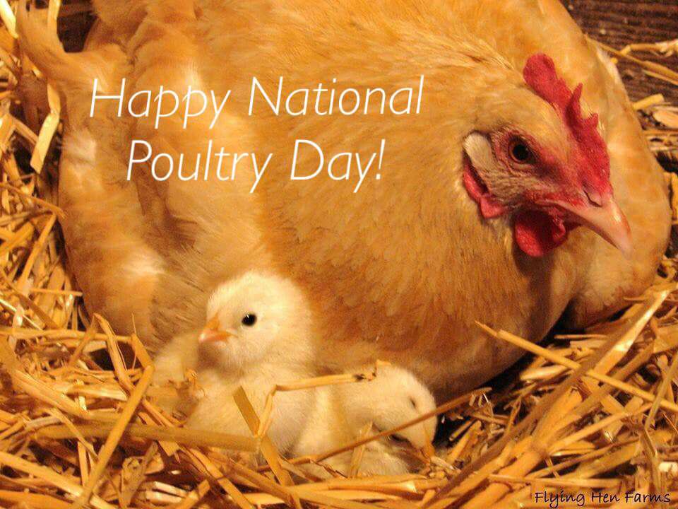 National Poultry Day Wishes Photos National Poultry Day Wishes Photos
