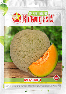 melon merlin F1- bintang asia