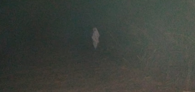 Suposto fantasma foi flagrado andando na estrada entre Marilú e Iretama