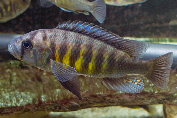 Lipochromis microdon