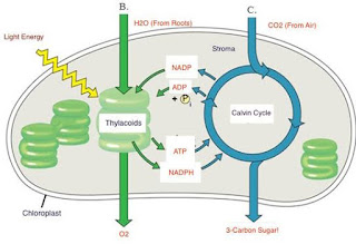 Photosynthesis : Defination, Functions and Types