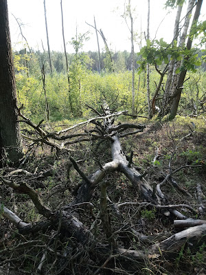 Wędrując skrajem Długiego Bagna