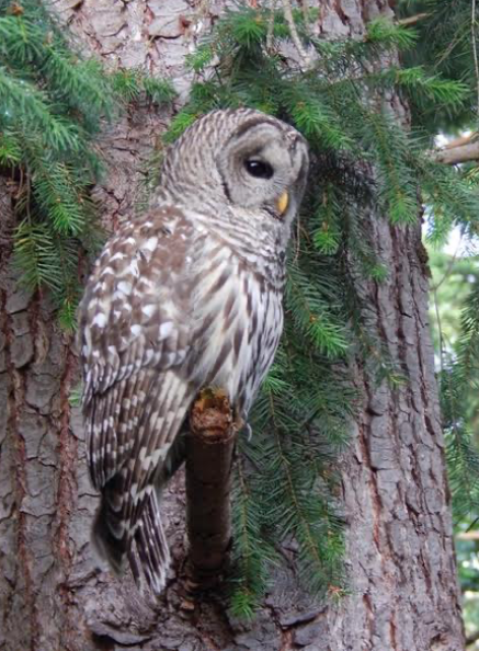 Shoreline Area News How About Another Owl