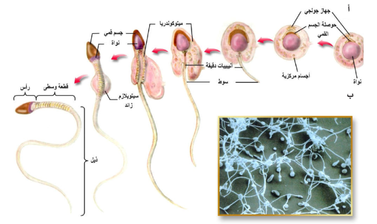 التنظيم الهرموني النشاط الجهاز التناسلي الذكري Hormonal Regulation of Male Reproductive System Functions