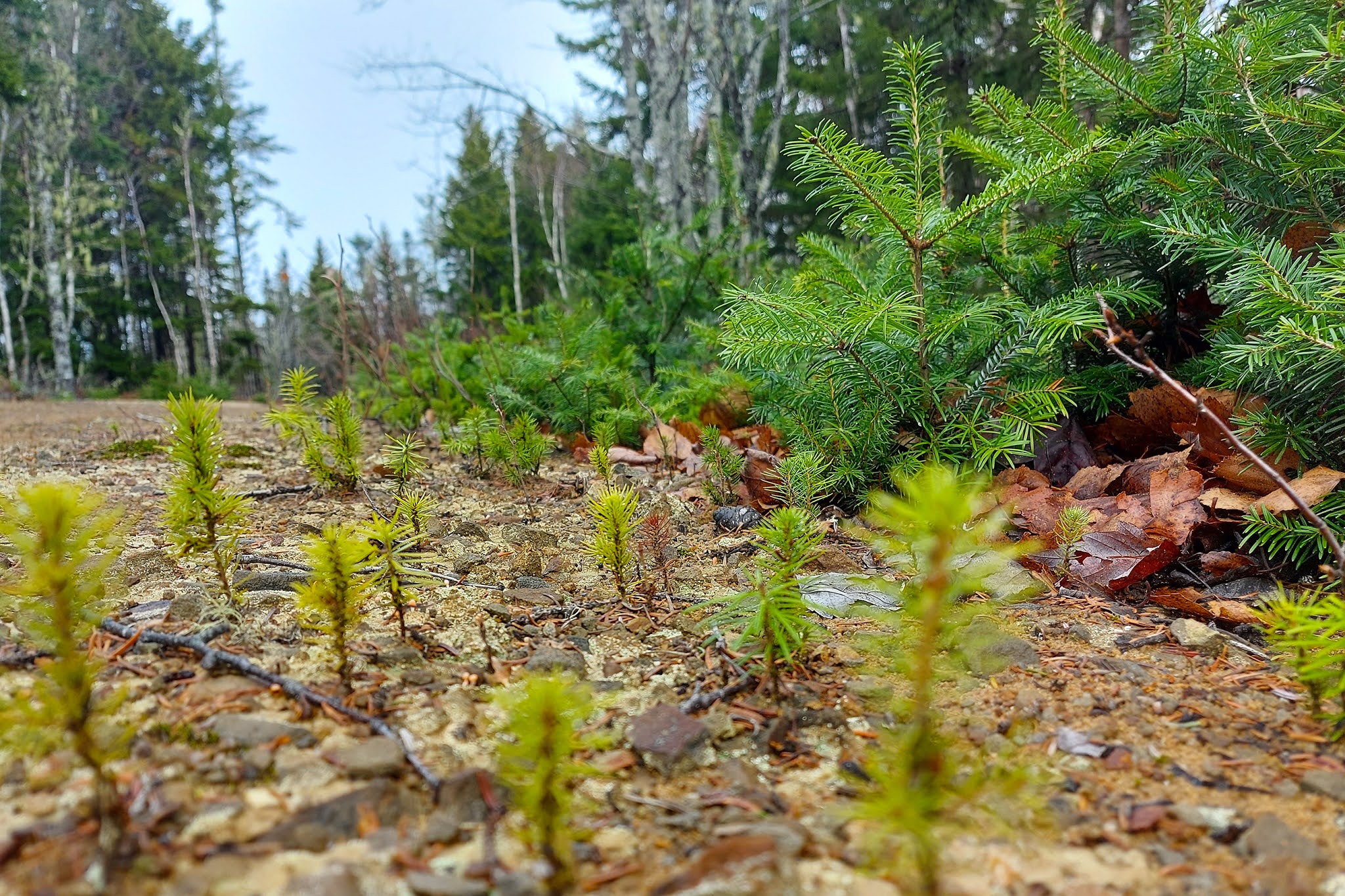 Replant.ca Environmental The Balsam Fir tree (Abies balsamea)