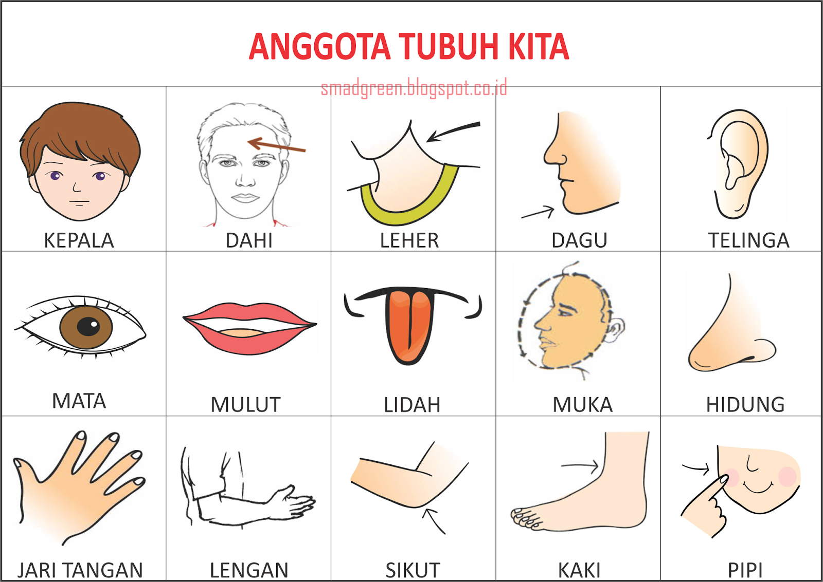 Contoh Gambar Atau Alat Peraga Pengenalan Gambar Anggota  