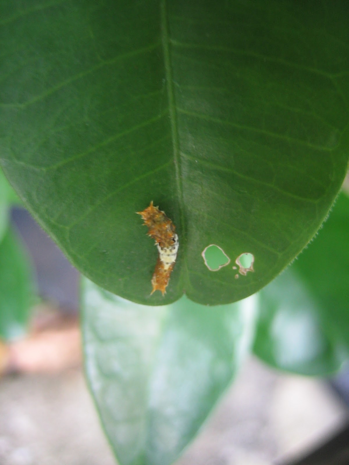 My AGRI LOG: PEMERHATIAN MENGENAI KITARAN HIDUP RAMA-RAMA CHEQUERED ...