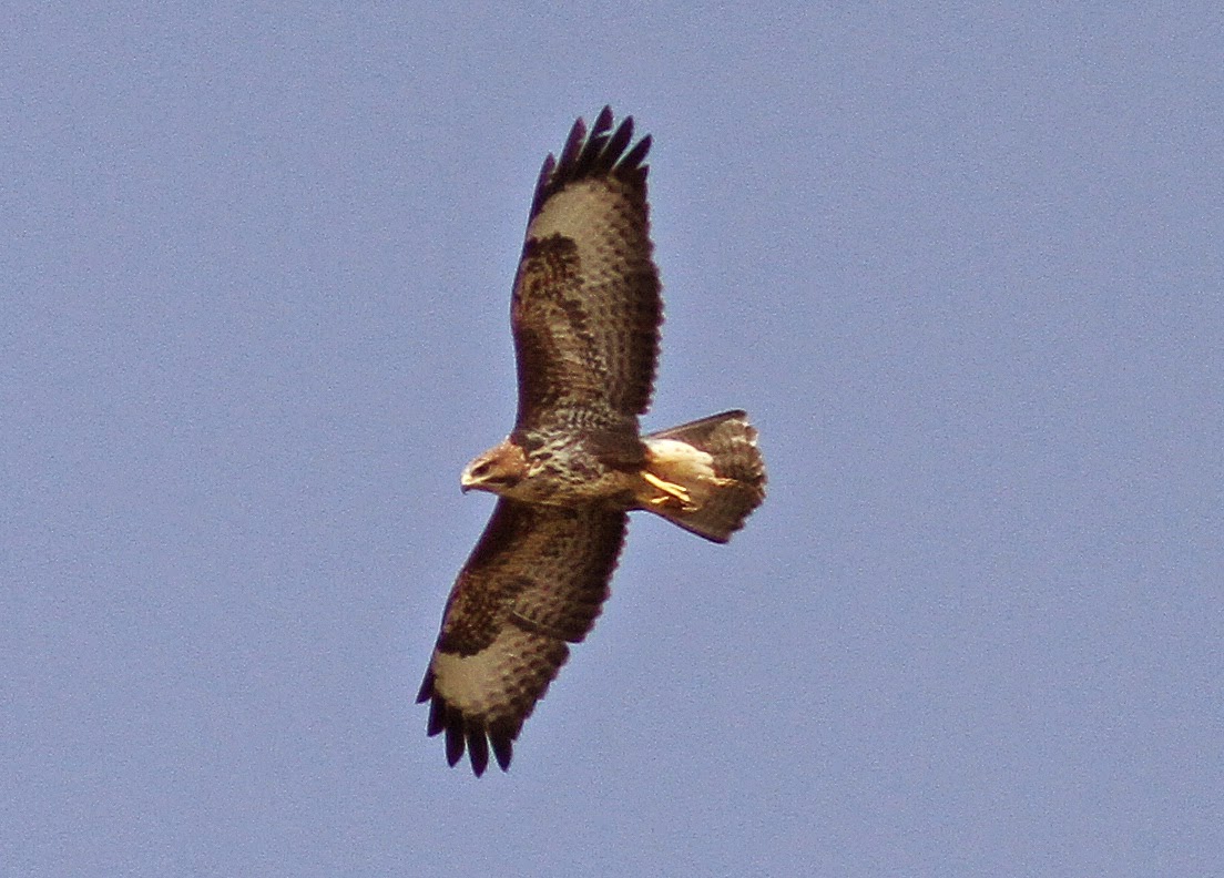 NonStop Birding Common Buzzards