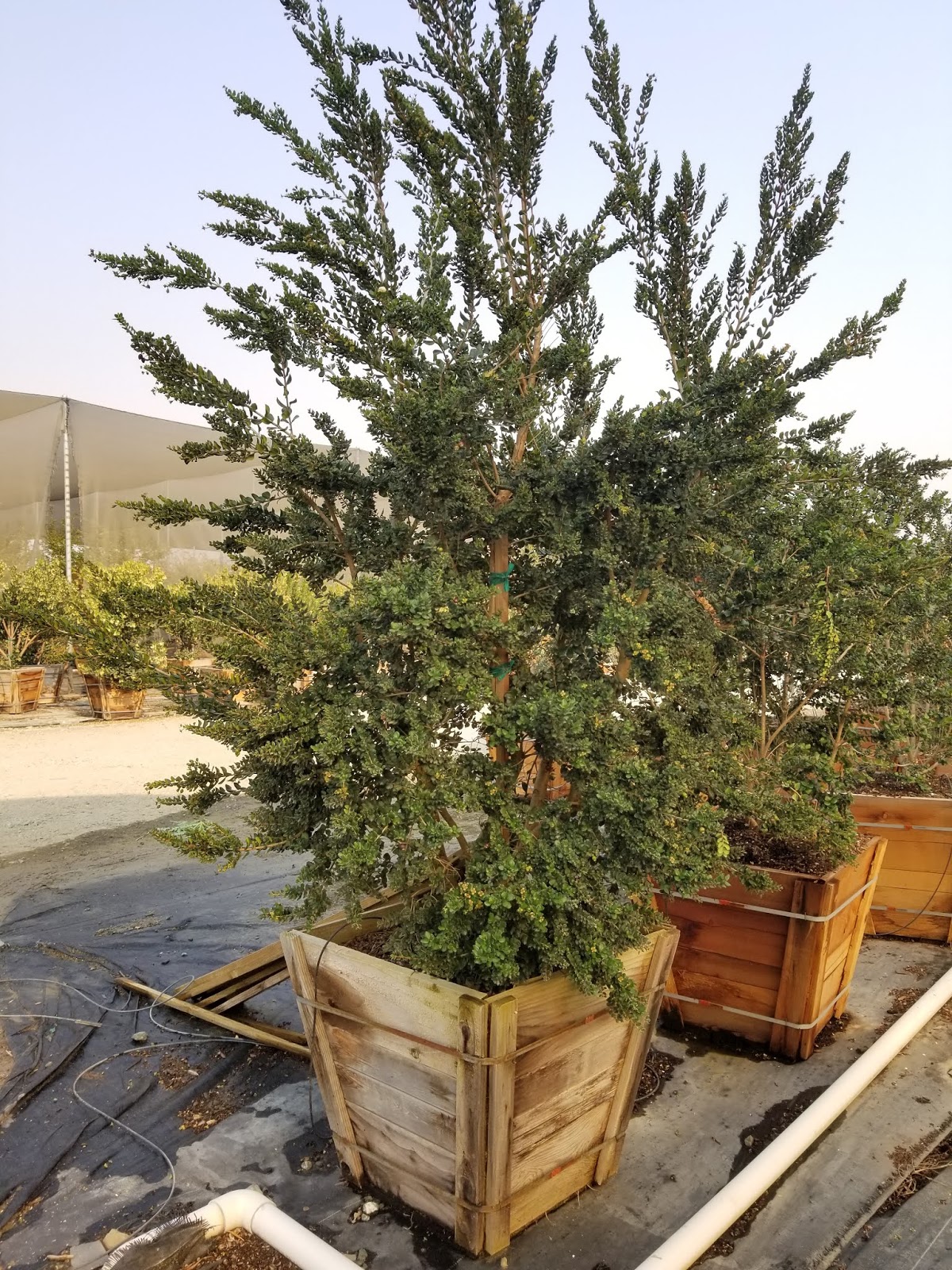 Recent Plant Photos at Western Tree Nursery Luma apiculata 24" box