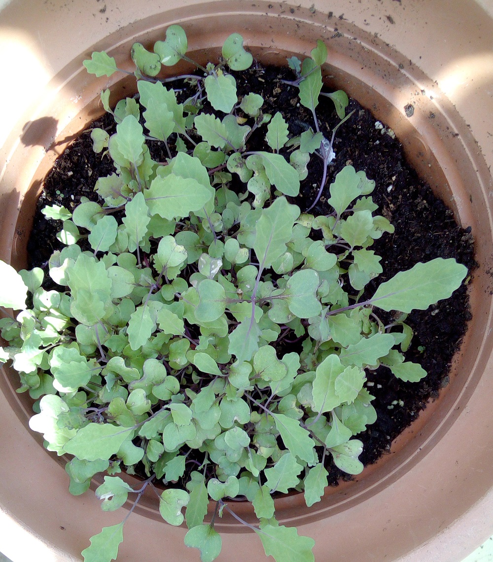 Plantas para hombres Brassica oleracea var. sabellica, kale