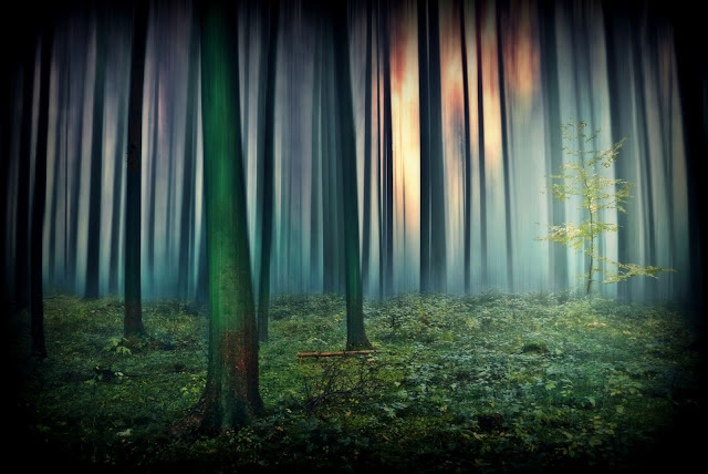 Natur Wald Bilder: Entdecke die Magie des Waldes mit deinen eigenen Zeichnungen!