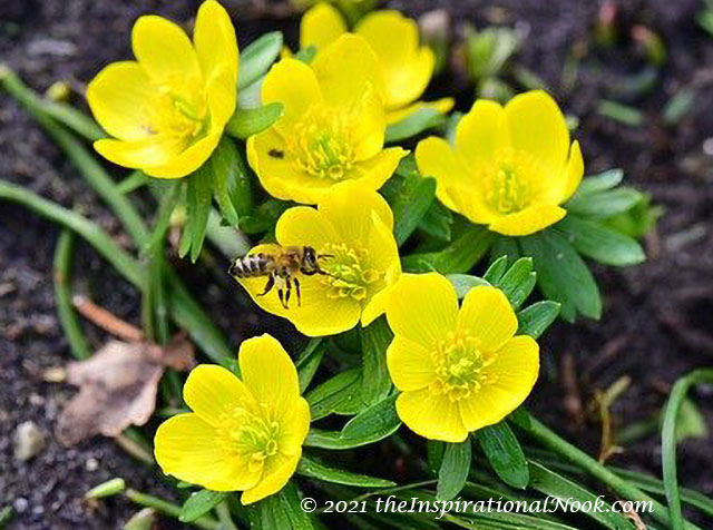 Yellow winter aconites, Hyemalis eranthis, bulbs, tubers, aconites, eranthis flower, aconites flowers