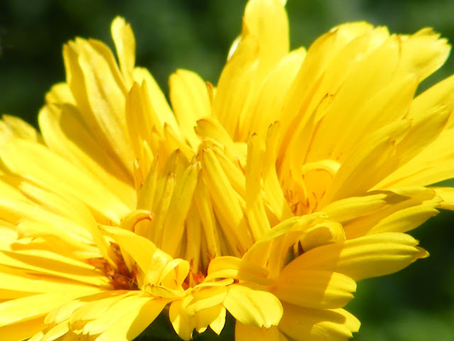 Opening bloom of a yellow calendula