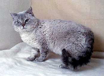 Animals Wiki, Videos, Pictures, Stories: Selkirk Rex Cat
