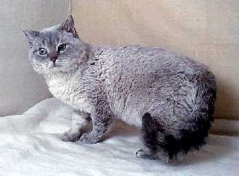 Selkirk Rex Cat Animals Library