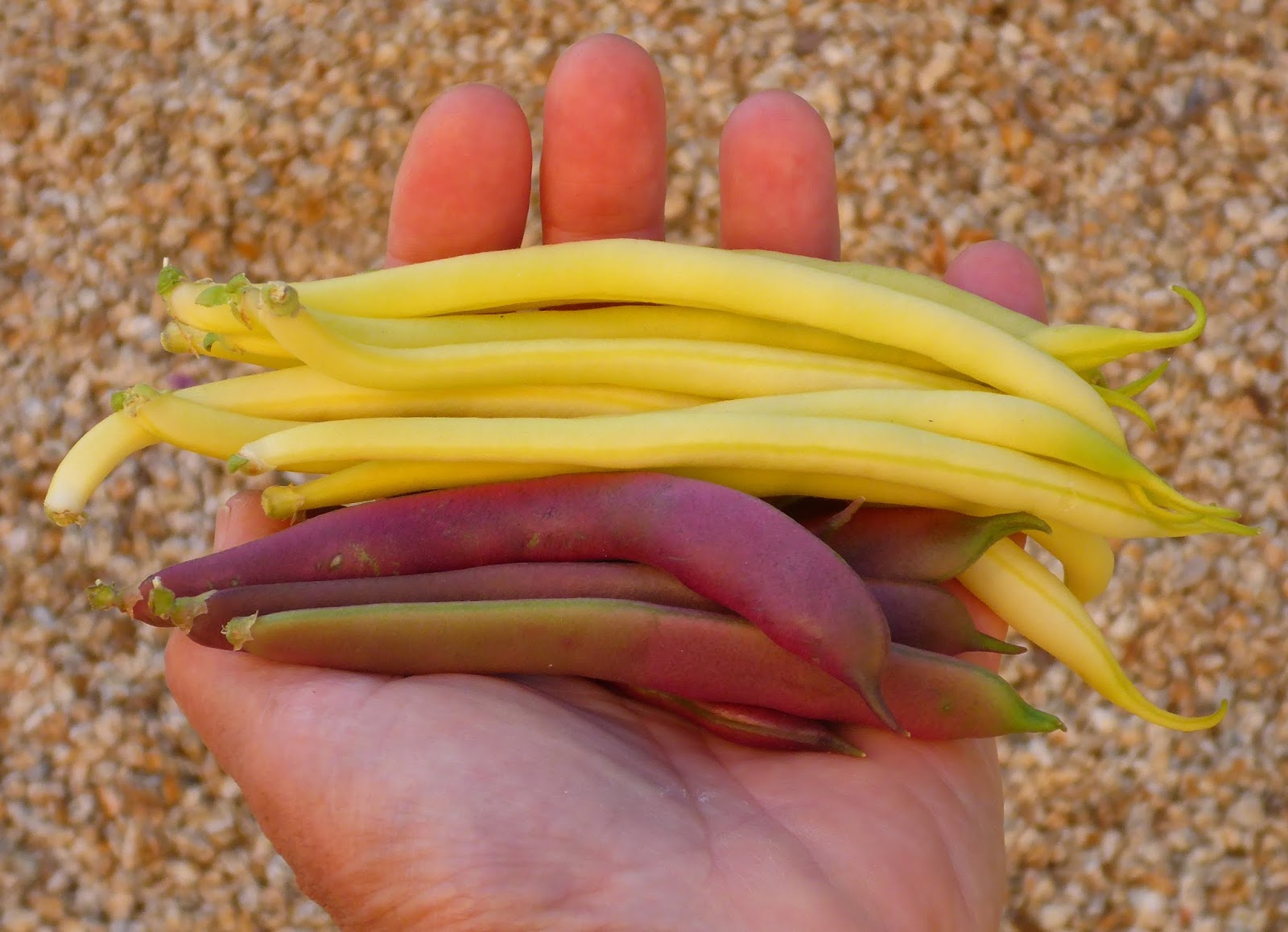 are red swan beans like green beans are red swan beans like green beans
