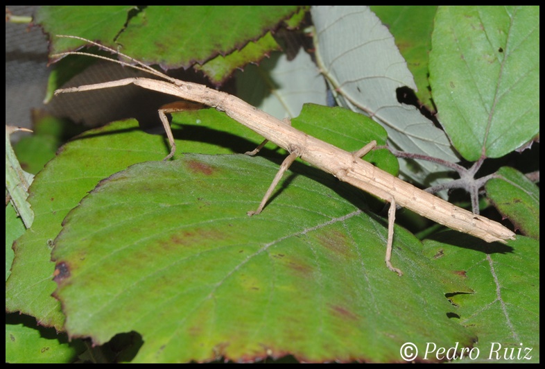 Ninfa hembra L6 de Hypocyrtus ornatissimus, 6 cm de longitud Ninfa hembra L6 de Hypocyrtus ornatissimus, 6 cm de longitud