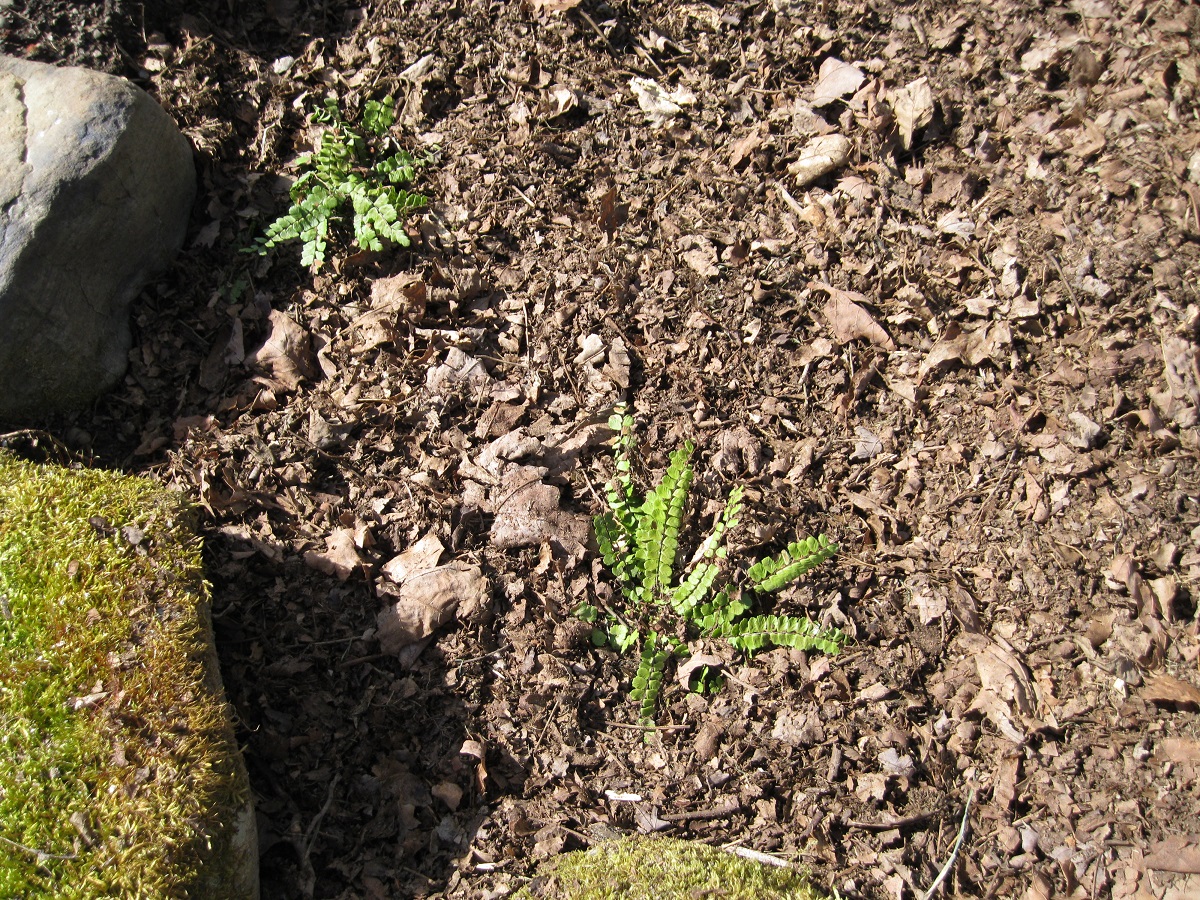 Plants and Stones Transplant Day Plus One