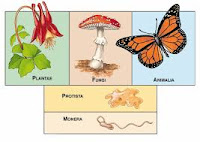 Merk dan Harga Kingdom Plantae