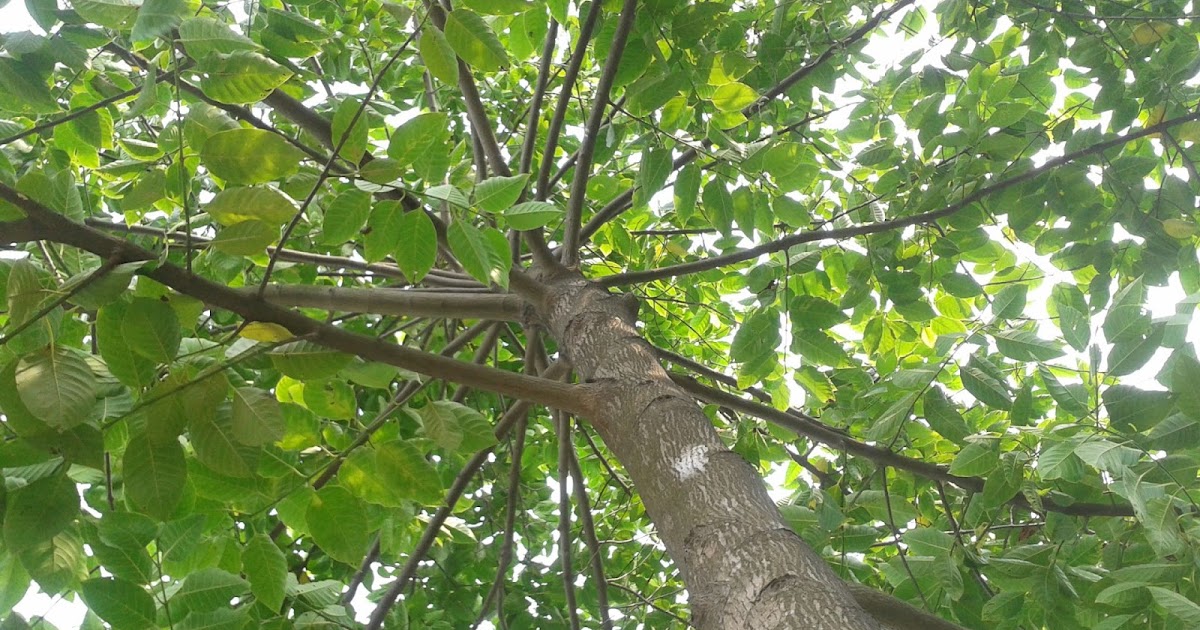 à¤à¤¤à¤¨à¤¾ à¤ªà¥à¤à¤¨à¥à¤¯ à¤à¤° à¤¦à¥ à¤µà¥à¤à¥à¤· à¤à¥ à¤à¥ à¤à¤­à¥ à¤à¥à¤ à¤¨ à¤à¤¾à¤ à¤ªà¤¾à¤