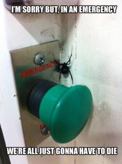 spider%2Bemergency.jpg