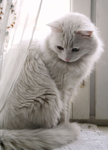 10 Cats That Are Prettier Than Most Humans