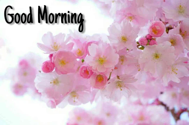 Beautiful good morning images , pics and photos of flowers download