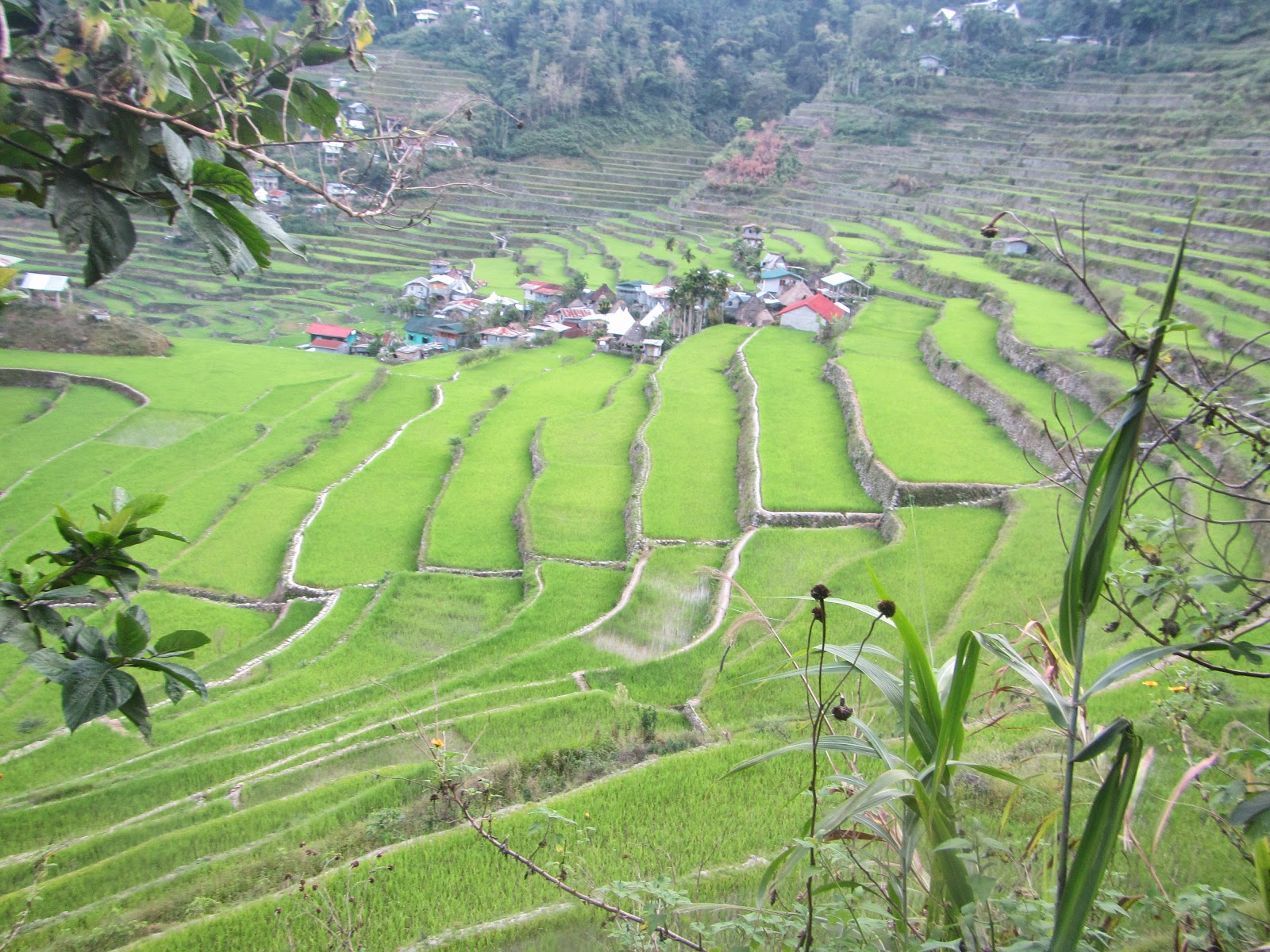 LEXICAL CROWN: BATAD RICE TERRACES