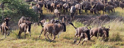 The Great Wildebeest Migration Tracking Calendar