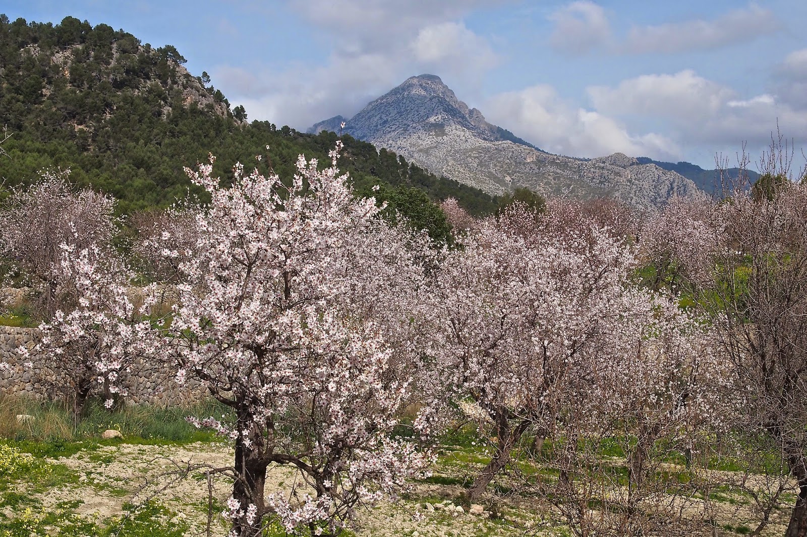 "Mein Palma" und Mallorca: Mandelblüte