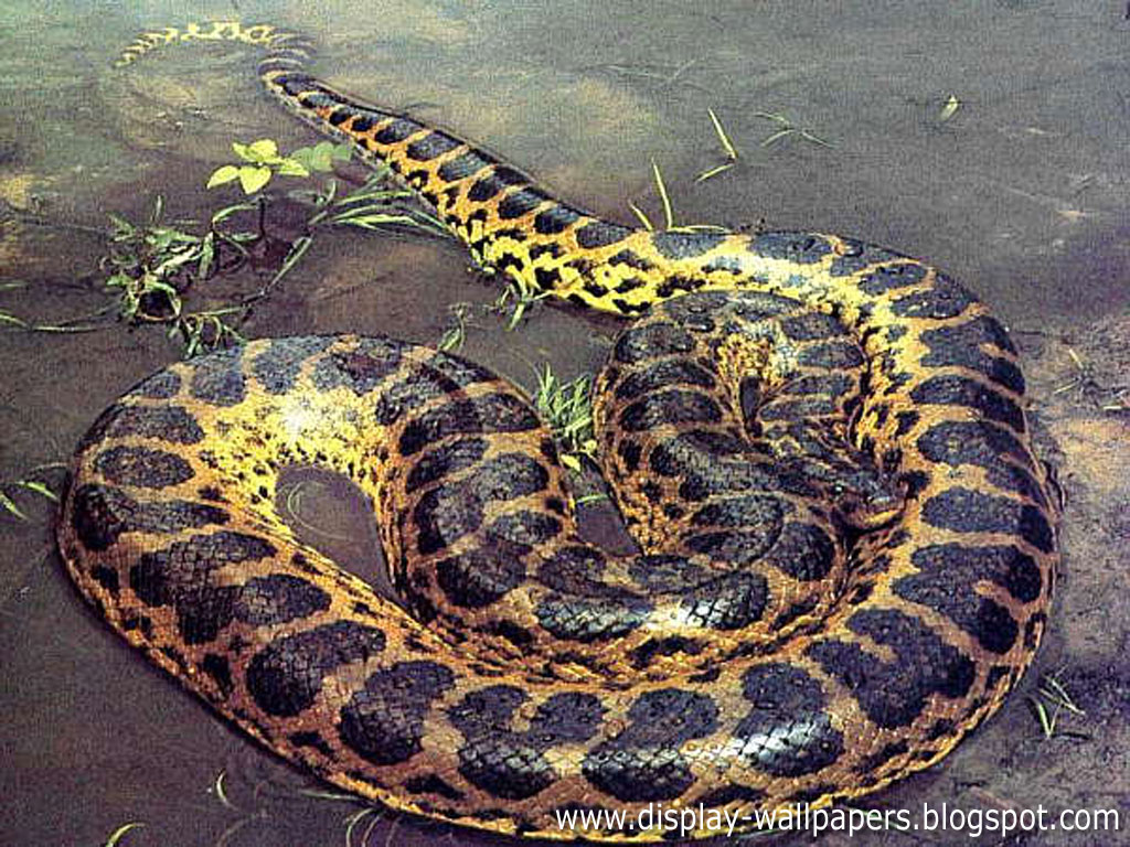 anaconda snake