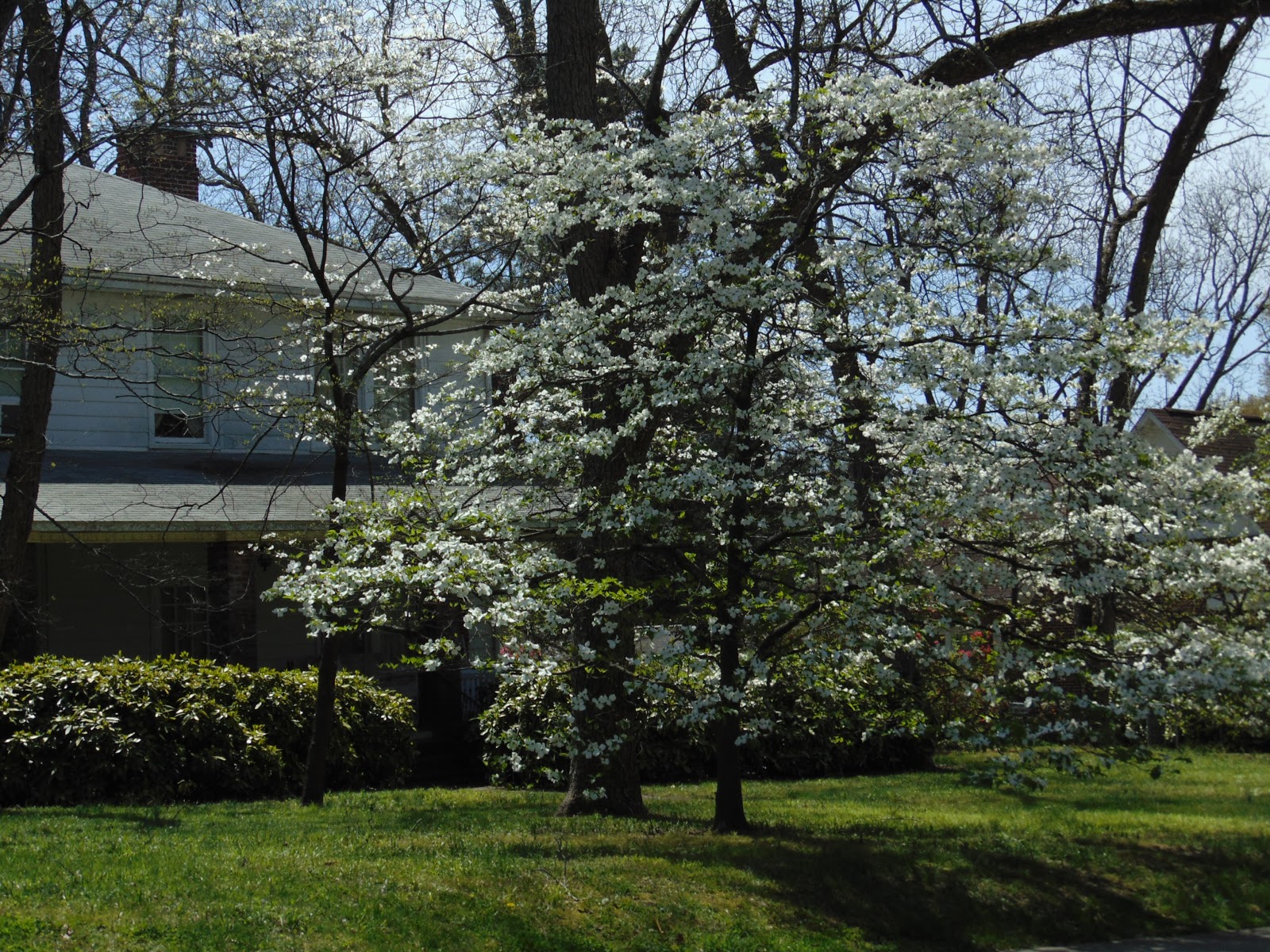 Southern Fried Common Sense & Stuff Beautiful Spring Flowers In