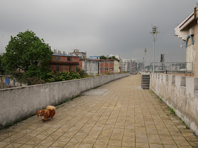 small dog walking on a wall bordering the Gui River (桂江) in Wuzhou (梧州)