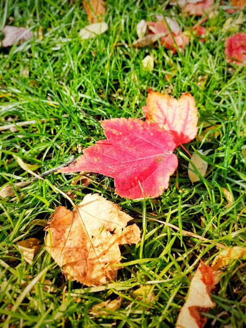 maple leaf in fall colors maple leaf in fall colors