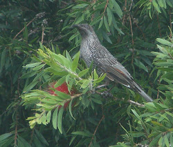 wattlebirds wattle bird taken window through
