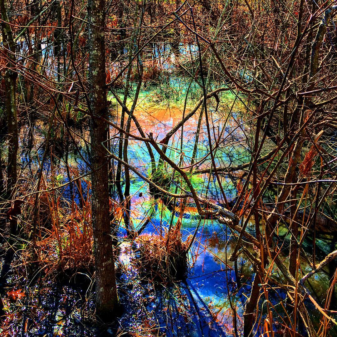 Ярко болотный. Радужное болото. Радужное болото в лесу. Разноцветное болото. Болотный яркий лес.