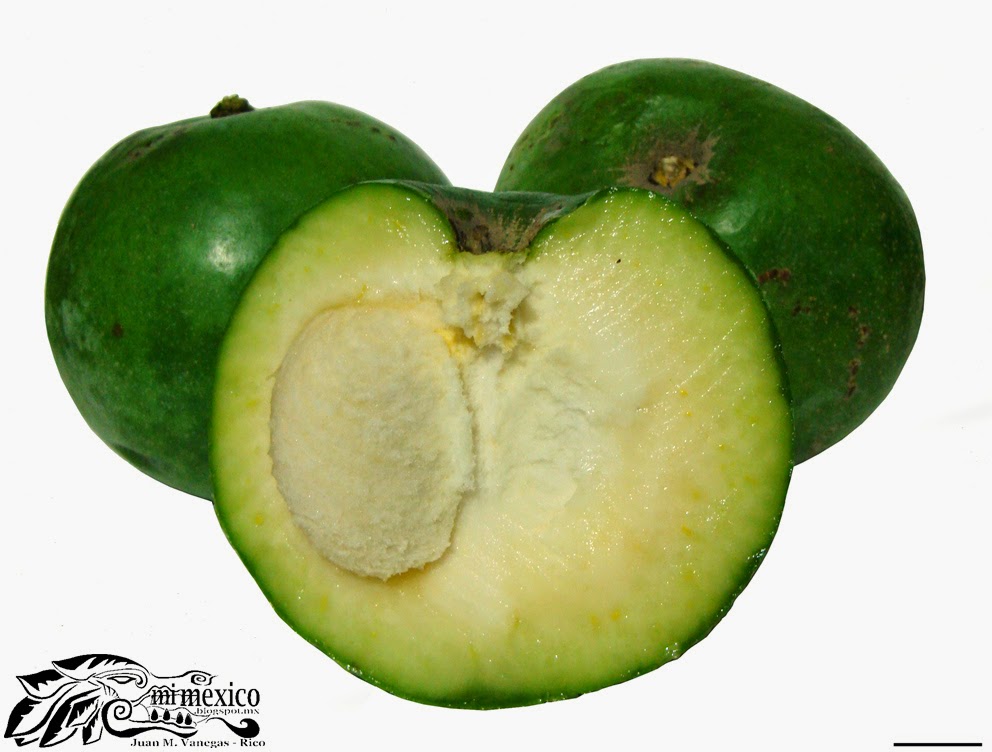 Folklore de México "Zapote blanco" Casimiroa edulis